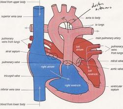 Normal Heart copy.jpg